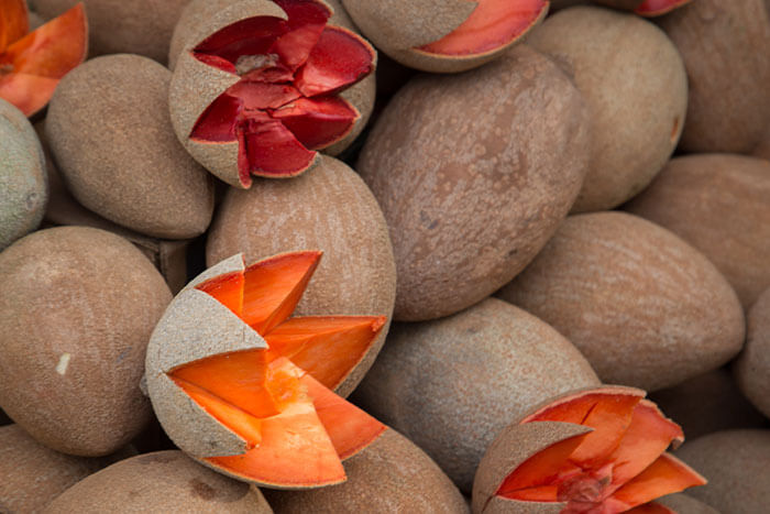Mamey