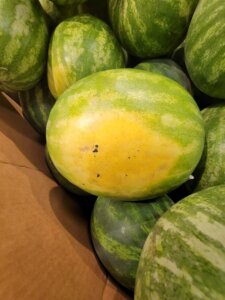 Watermelon ground spot