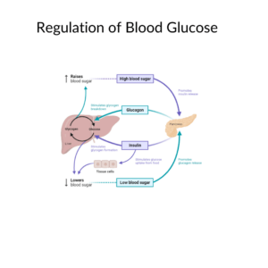 Regulation of blood sugar